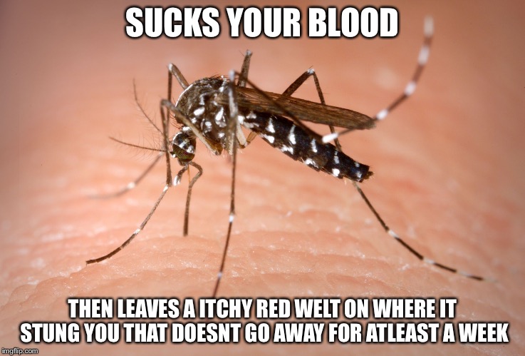 Scumbag mosquito
 | SUCKS YOUR BLOOD THEN LEAVES A ITCHY RED WELT ON WHERE IT STUNG YOU THAT DOESNT GO AWAY FOR ATLEAST A WEEK | image tagged in mosquito,scumbag,funny,memes | made w/ Imgflip meme maker