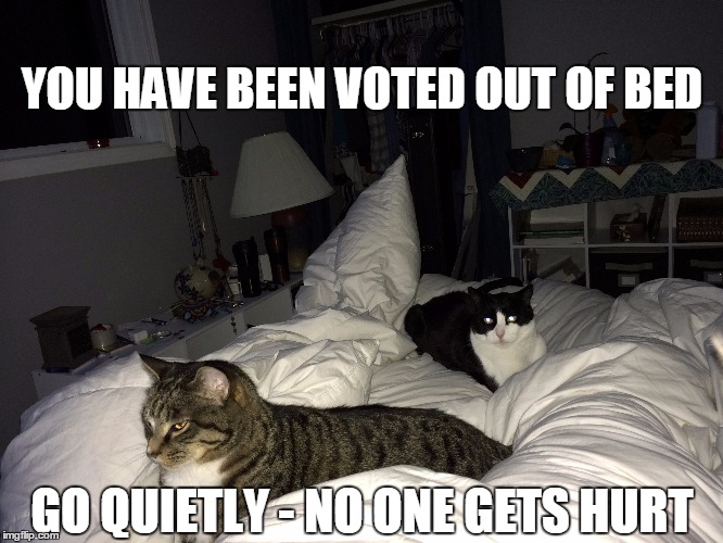 You have been voted | YOU HAVE BEEN VOTED OUT OF BED GO QUIETLY - NO ONE GETS HURT | image tagged in cat | made w/ Imgflip meme maker