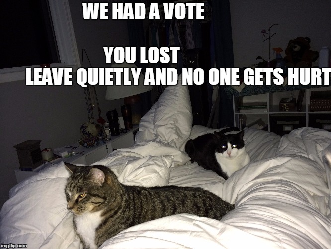 We had a vote - you lost | WE HAD A VOTE                                                  YOU LOST                         LEAVE QUIETLY AND NO ONE GETS HURT | image tagged in cats,bed | made w/ Imgflip meme maker