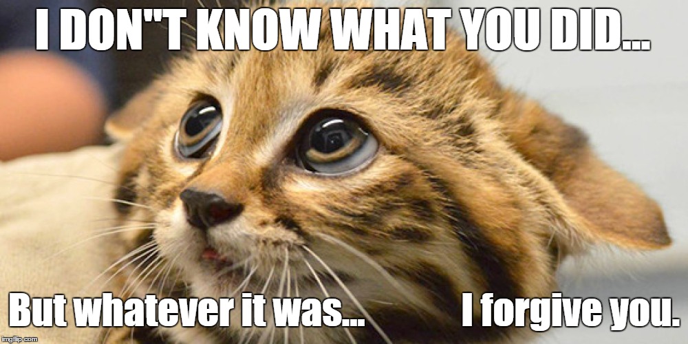 I Don't Know what you did, but I forgive you | I DON"T KNOW WHAT YOU DID... But whatever it was...             I forgive you. | image tagged in cats,cute cats,cat,funny cat memes,lolcats | made w/ Imgflip meme maker