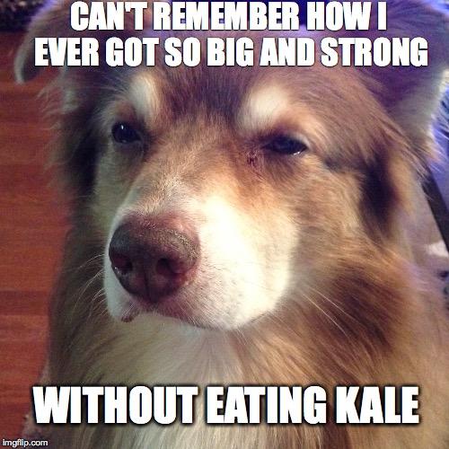 Without Eating Kale | CAN'T REMEMBER HOW I EVER GOT SO BIG AND STRONG WITHOUT EATING KALE | image tagged in animals,dogs,hipsters,kale,food | made w/ Imgflip meme maker