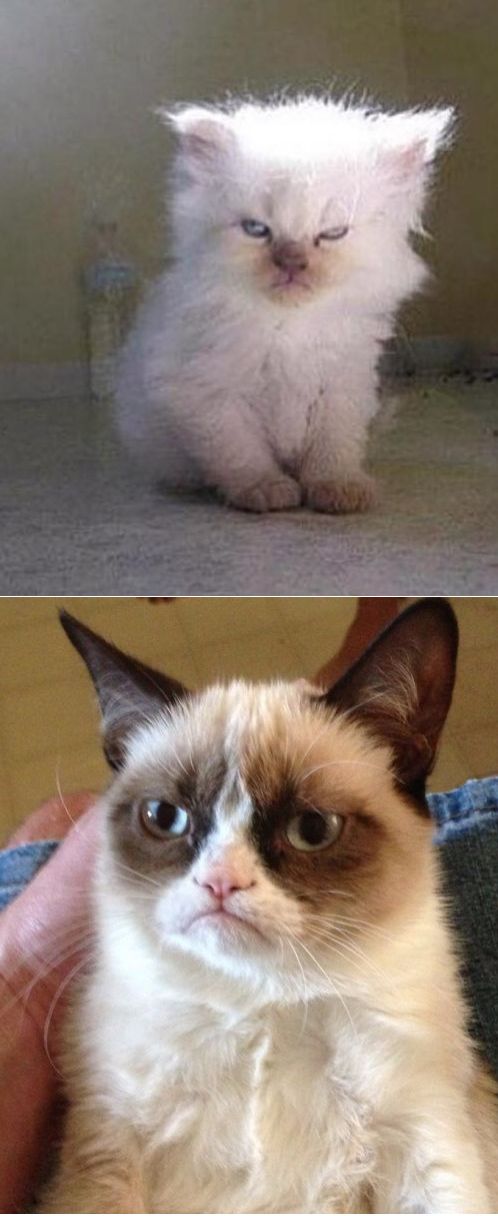 High Quality Grumpy Cats Blank Meme Template