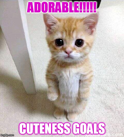 Cute Cat | ADORABLE!!!!! CUTENESS GOALS | image tagged in memes,cute cat | made w/ Imgflip meme maker