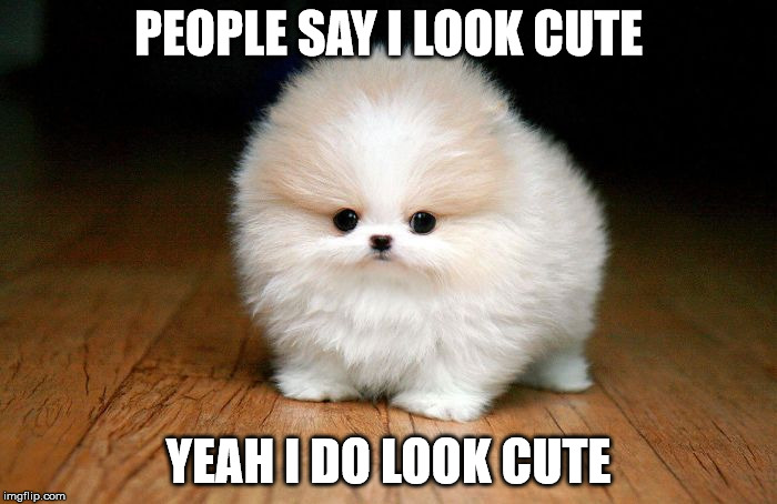 the doge mini | PEOPLE SAY I LOOK CUTE YEAH I DO LOOK CUTE | image tagged in derp doge | made w/ Imgflip meme maker