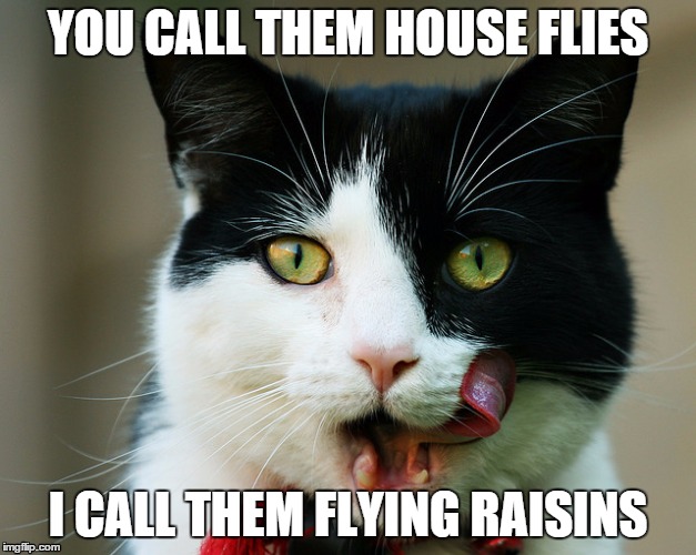 Cats Eat Flying Raisins | YOU CALL THEM HOUSE FLIES I CALL THEM FLYING RAISINS | image tagged in cats,funny cats | made w/ Imgflip meme maker