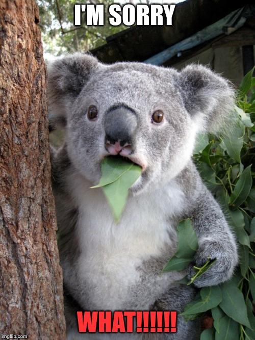 Surprised Koala | I'M SORRY WHAT!!!!!! | image tagged in memes,surprised koala | made w/ Imgflip meme maker