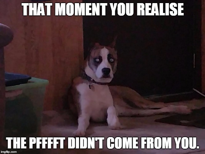 Dog fart | THAT MOMENT YOU REALISE THE PFFFFT DIDN'T COME FROM YOU. | image tagged in fart,bad pun dog,orgasm,one does not simply,demotivationals | made w/ Imgflip meme maker