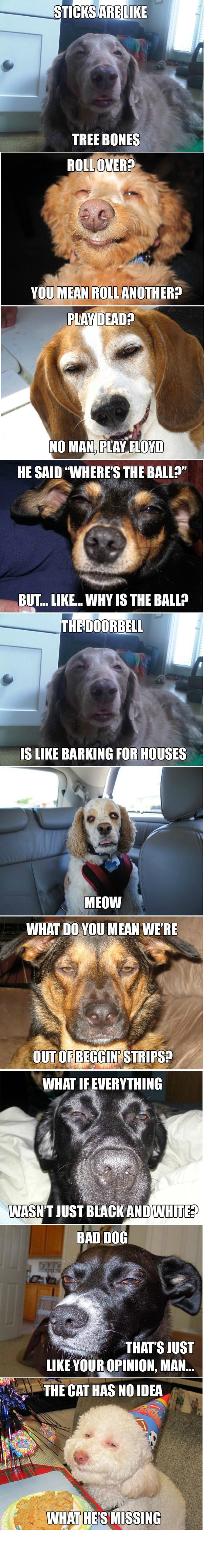 Stoner dogs | image tagged in funny,memes,animals,stoner dog,dogs