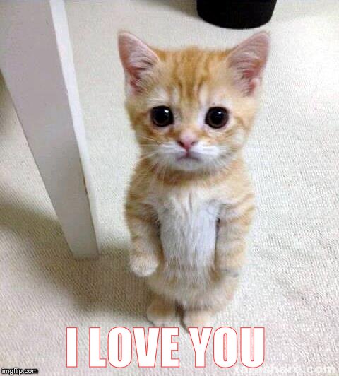 Cute Cat Meme | I LOVE YOU | image tagged in memes,cute cat | made w/ Imgflip meme maker