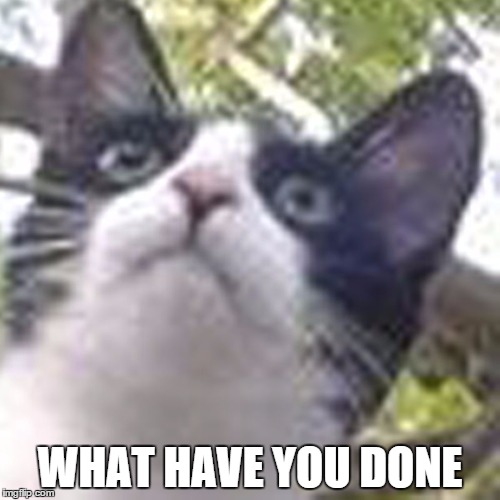 WHAT HAVE YOU DONE | image tagged in what have you done cat | made w/ Imgflip meme maker