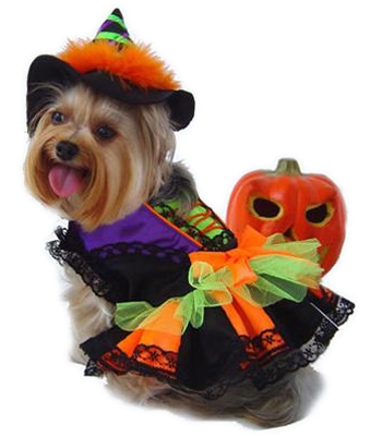 Halloween Witch dog Blank Meme Template