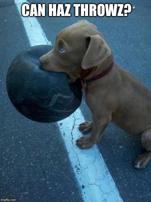 Can haz throwz? | CAN HAZ THROWZ? | image tagged in can haz throwz,puppy,ball | made w/ Imgflip meme maker