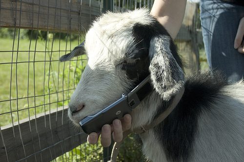 Goat on the phone Blank Meme Template