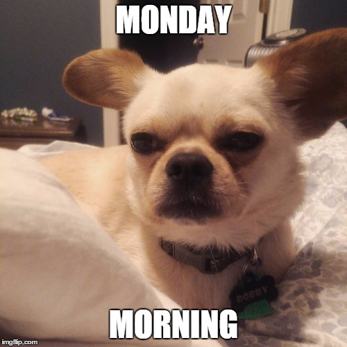 Slightly disgusted dog | MONDAY MORNING | image tagged in monday face,monday mornings,monday,grumpy dog,chug,chuglife | made w/ Imgflip meme maker