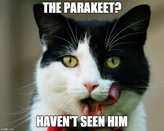 The Parakeet? | THE PARAKEET? HAVEN'T SEEN HIM | image tagged in evil cat,funny memes | made w/ Imgflip meme maker