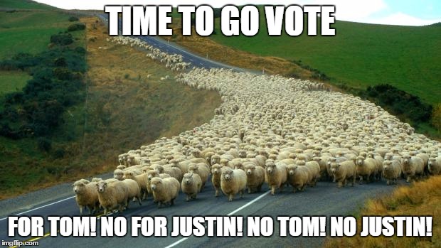 sheep | TIME TO GO VOTE FOR TOM! NO FOR JUSTIN! NO TOM! NO JUSTIN! | image tagged in sheep | made w/ Imgflip meme maker