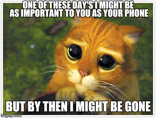 Shrek Cat | ONE OF THESE DAY'S I MIGHT BE AS IMPORTANT TO YOU AS YOUR PHONE BUT BY THEN I MIGHT BE GONE | image tagged in memes,shrek cat | made w/ Imgflip meme maker