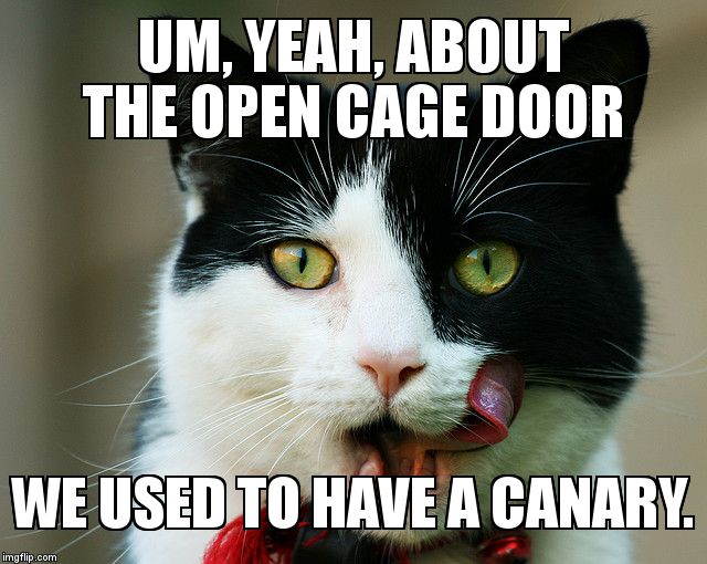 Cat licking his chops | UM, YEAH, ABOUT THE OPEN CAGE DOOR WE USED TO HAVE A CANARY. | image tagged in cats,smug,satisfied,bird | made w/ Imgflip meme maker