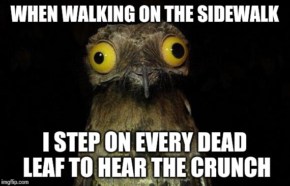 I love fall. | WHEN WALKING ON THE SIDEWALK I STEP ON EVERY DEAD LEAF TO HEAR THE CRUNCH | image tagged in memes,weird stuff i do potoo,autumn | made w/ Imgflip meme maker