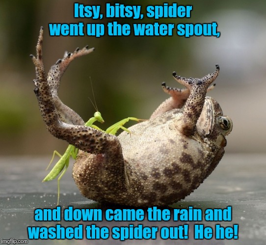 It seems Sarah got the job of entertaining her nephew Jake, again! | Itsy, bitsy, spider went up the water spout, and down came the rain and washed the spider out!  He he! | image tagged in praying mantis technique,mantis tickling toad | made w/ Imgflip meme maker