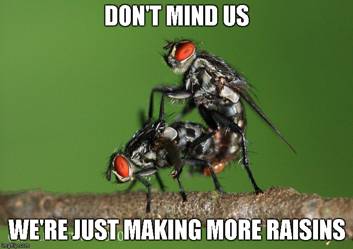 Flies Having Sex | DON'T MIND US WE'RE JUST MAKING MORE RAISINS | image tagged in flies having sex | made w/ Imgflip meme maker