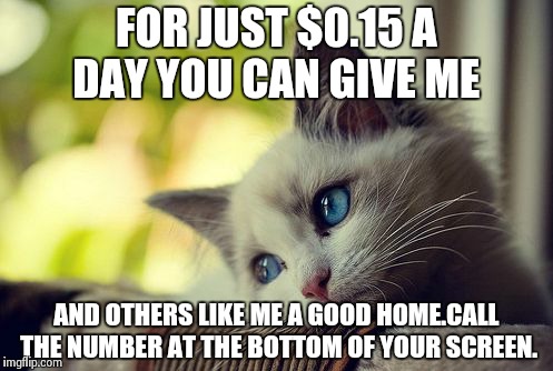 You can make a difference.... | FOR JUST $0.15 A DAY YOU CAN GIVE ME AND OTHERS LIKE ME A GOOD HOME.CALL THE NUMBER AT THE BOTTOM OF YOUR SCREEN. | image tagged in memes,first world problems cat | made w/ Imgflip meme maker