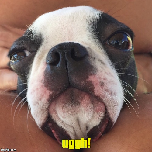 uggh! dog | uggh! | image tagged in boston terrier,suffering,ugh,dog,monday mornings,monday face | made w/ Imgflip meme maker