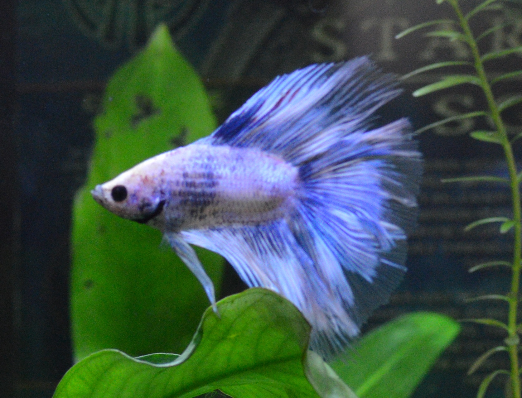 High Quality Angry Betta  Blank Meme Template