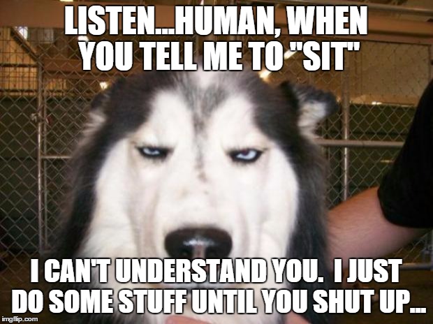 Annoyed Dog | LISTEN...HUMAN, WHEN YOU TELL ME TO "SIT" I CAN'T UNDERSTAND YOU.  I JUST DO SOME STUFF UNTIL YOU SHUT UP... | image tagged in annoyed dog | made w/ Imgflip meme maker