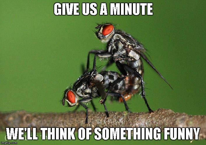 Flies Having Sex | GIVE US A MINUTE WE'LL THINK OF SOMETHING FUNNY | image tagged in flies having sex | made w/ Imgflip meme maker
