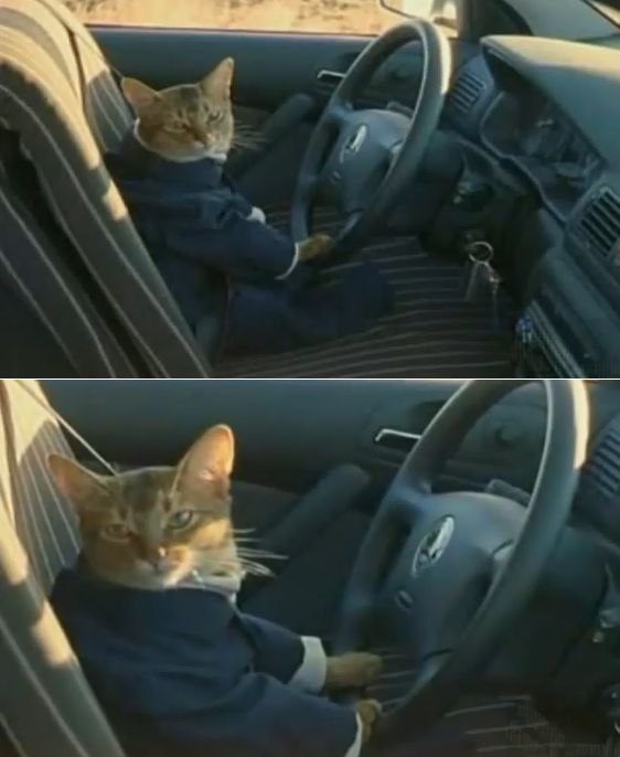 Boat Cat in Car Blank Meme Template