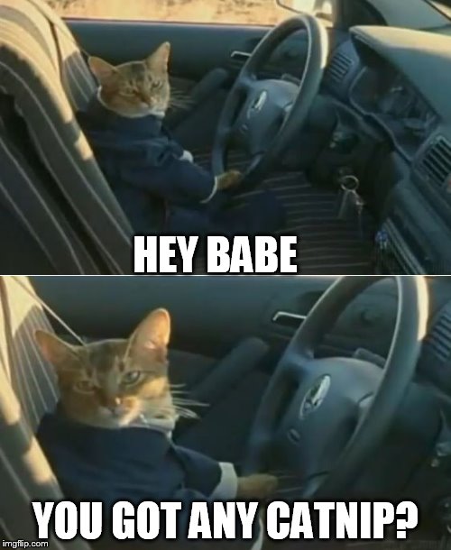 Boat Cat in Car | HEY BABE YOU GOT ANY CATNIP? | image tagged in boat cat in car,memes,i should buy a boat cat | made w/ Imgflip meme maker