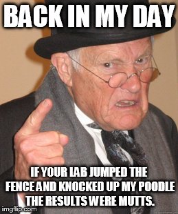 Back In My Day | BACK IN MY DAY IF YOUR LAB JUMPED THE FENCE AND KNOCKED UP MY POODLE THE RESULTS WERE MUTTS. | image tagged in memes,back in my day | made w/ Imgflip meme maker