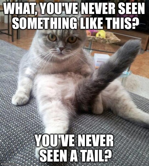 Sexy Cat | WHAT, YOU'VE NEVER SEEN SOMETHING LIKE THIS? YOU'VE NEVER SEEN A TAIL? | image tagged in memes,sexy cat | made w/ Imgflip meme maker