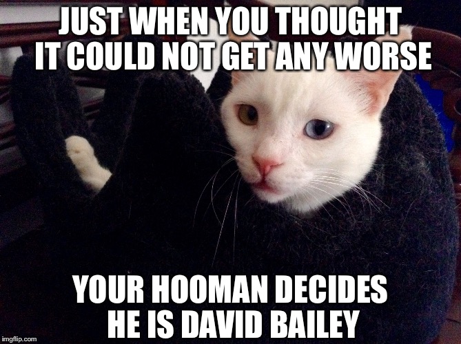 #DailyDiamond #MiaowsAndMe | JUST WHEN YOU THOUGHT IT COULD NOT GET ANY WORSE YOUR HOOMAN DECIDES HE IS DAVID BAILEY | image tagged in diamond miaowsandme,cats,lolcats,funny | made w/ Imgflip meme maker