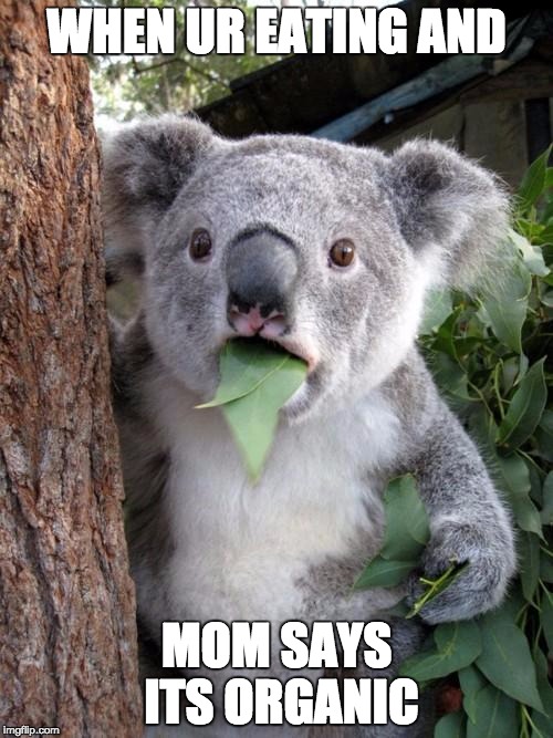 Surprised Koala | WHEN UR EATING AND MOM SAYS ITS ORGANIC | image tagged in memes,surprised koala | made w/ Imgflip meme maker