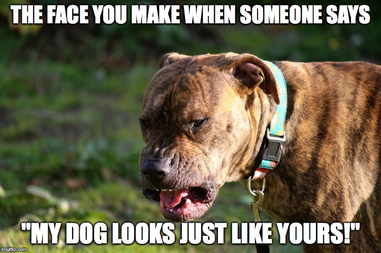 THE FACE YOU MAKE WHEN SOMEONE SAYS "MY DOG LOOKS JUST LIKE YOURS!" | image tagged in dog | made w/ Imgflip meme maker