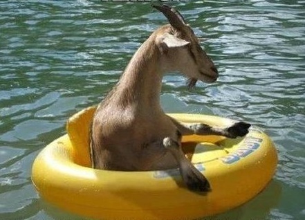 Floating Goat Blank Meme Template