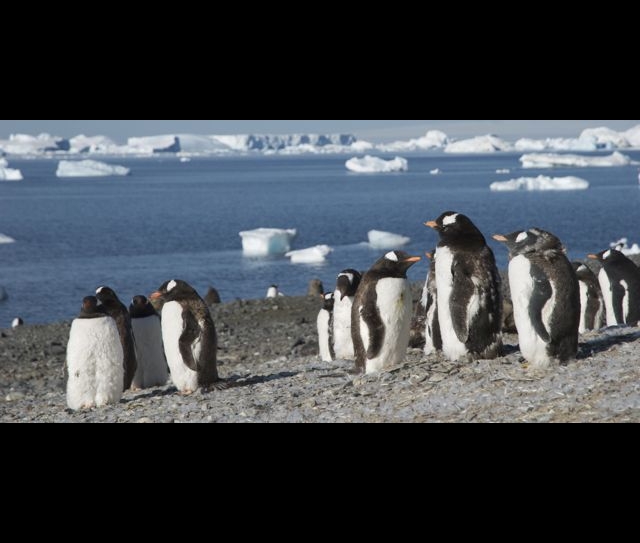 gentoo linux penguin global warming ice melt polar bear compile Blank Meme Template