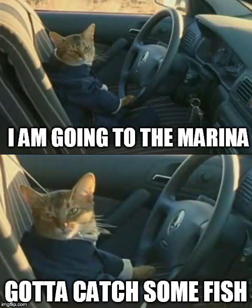 Boat Cat in a Car | I AM GOING TO THE MARINA GOTTA CATCH SOME FISH | image tagged in memes,i should buy a boat cat,boat cat in a car | made w/ Imgflip meme maker