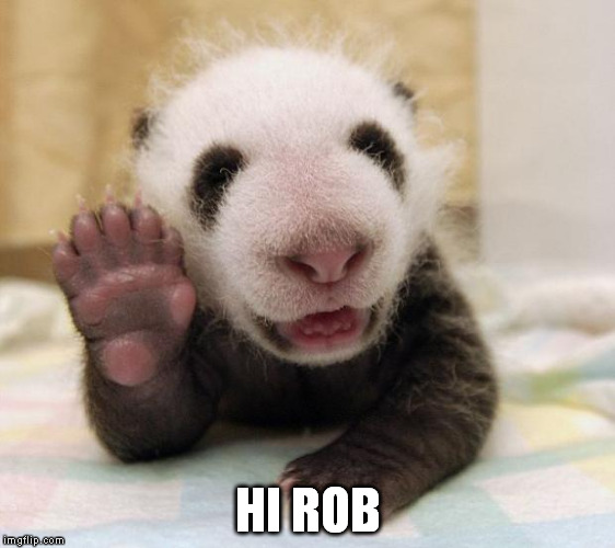 baby panda waving | HI ROB | image tagged in baby panda waving | made w/ Imgflip meme maker