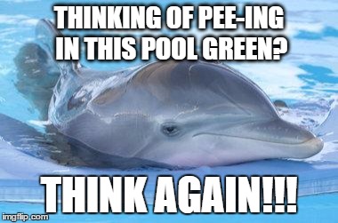 Promiscuous problems dolphin | THINKING OF PEE-ING IN THIS POOL GREEN? THINK AGAIN!!! | image tagged in promiscuous problems dolphin | made w/ Imgflip meme maker