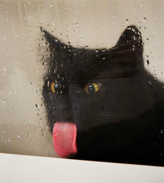 licking pussy Blank Meme Template