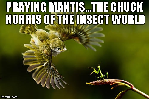 The Praying Mantis is one bad ass bug... | PRAYING MANTIS...THE CHUCK NORRIS OF THE INSECT WORLD | image tagged in praying mantis,mantis,bird,chuck norris,insects,funny | made w/ Imgflip meme maker