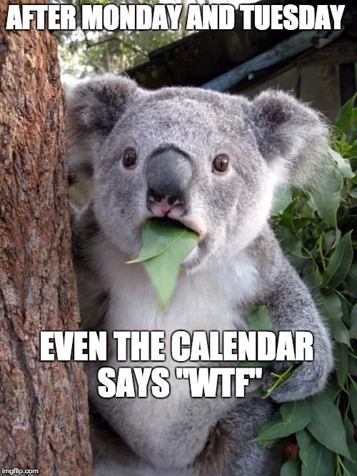 WTF Koala | AFTER MONDAY AND TUESDAY EVEN THE CALENDAR SAYS "WTF" | image tagged in wtf koala | made w/ Imgflip meme maker
