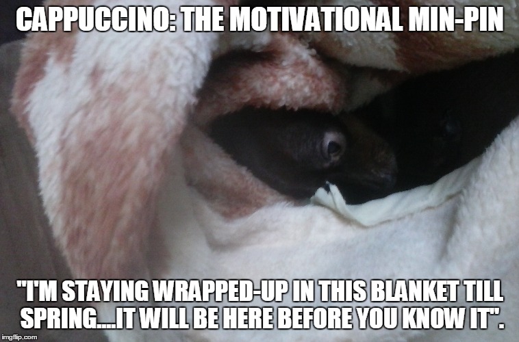 Cappuccino: The Motivational Min-Pin | CAPPUCCINO: THE MOTIVATIONAL MIN-PIN "I'M STAYING WRAPPED-UP IN THIS BLANKET TILL SPRING....IT WILL BE HERE BEFORE YOU KNOW IT". | image tagged in funny dogs,funny memes | made w/ Imgflip meme maker