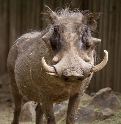 warthog Blank Meme Template