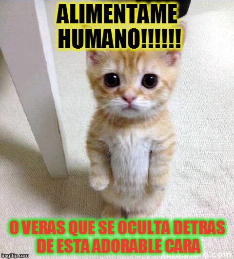 Cute Cat | ALIMENTAME HUMANO!!!!!! O VERAS QUE SE OCULTA DETRAS DE ESTA ADORABLE CARA | image tagged in memes,cute cat | made w/ Imgflip meme maker