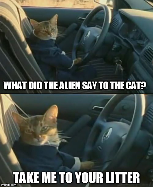 Boat Cat in a Car | WHAT DID THE ALIEN SAY TO THE CAT? TAKE ME TO YOUR LITTER | image tagged in memes,i should buy a boat cat,boat cat in a car | made w/ Imgflip meme maker