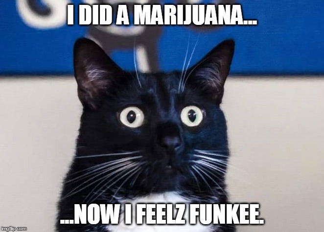Marijuana cat feelz off... | I DID A MARIJUANA... ...NOW I FEELZ FUNKEE. | image tagged in humor,drugs cat | made w/ Imgflip meme maker